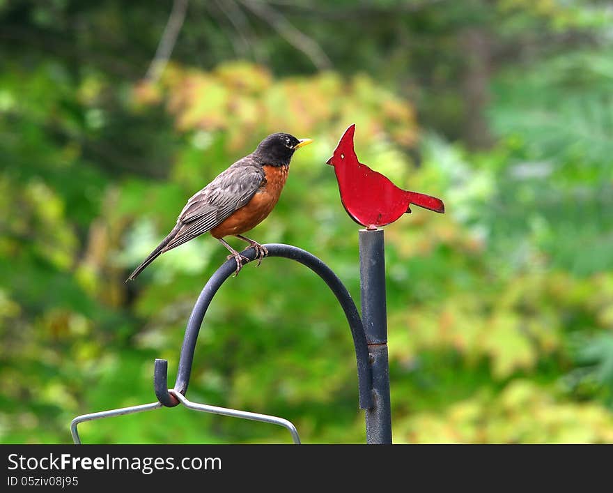 Robin And Cardinal