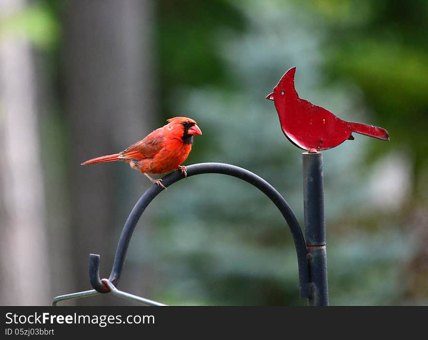 Cardinal and Cardinal