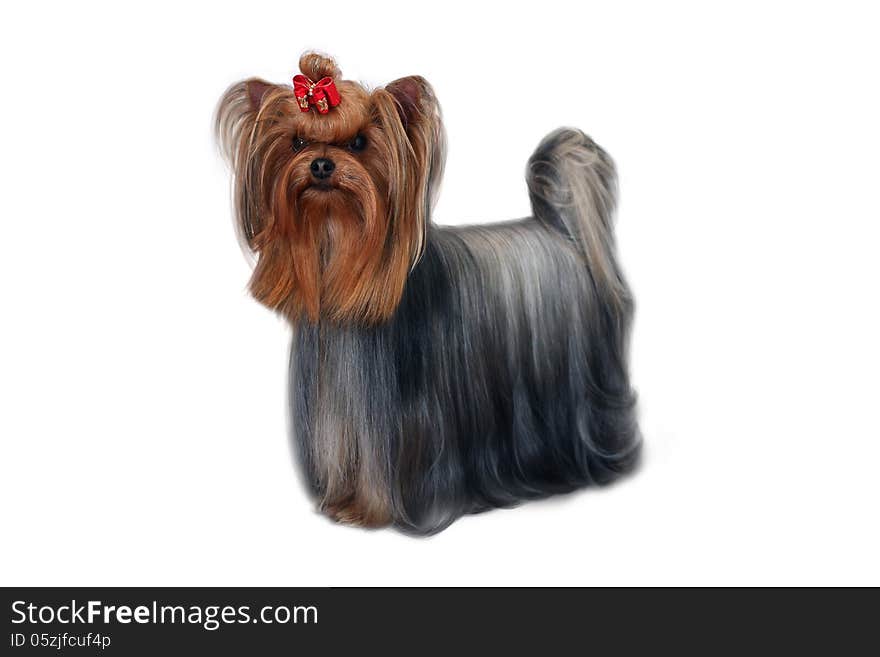 Yorkshire Terrier with red bow