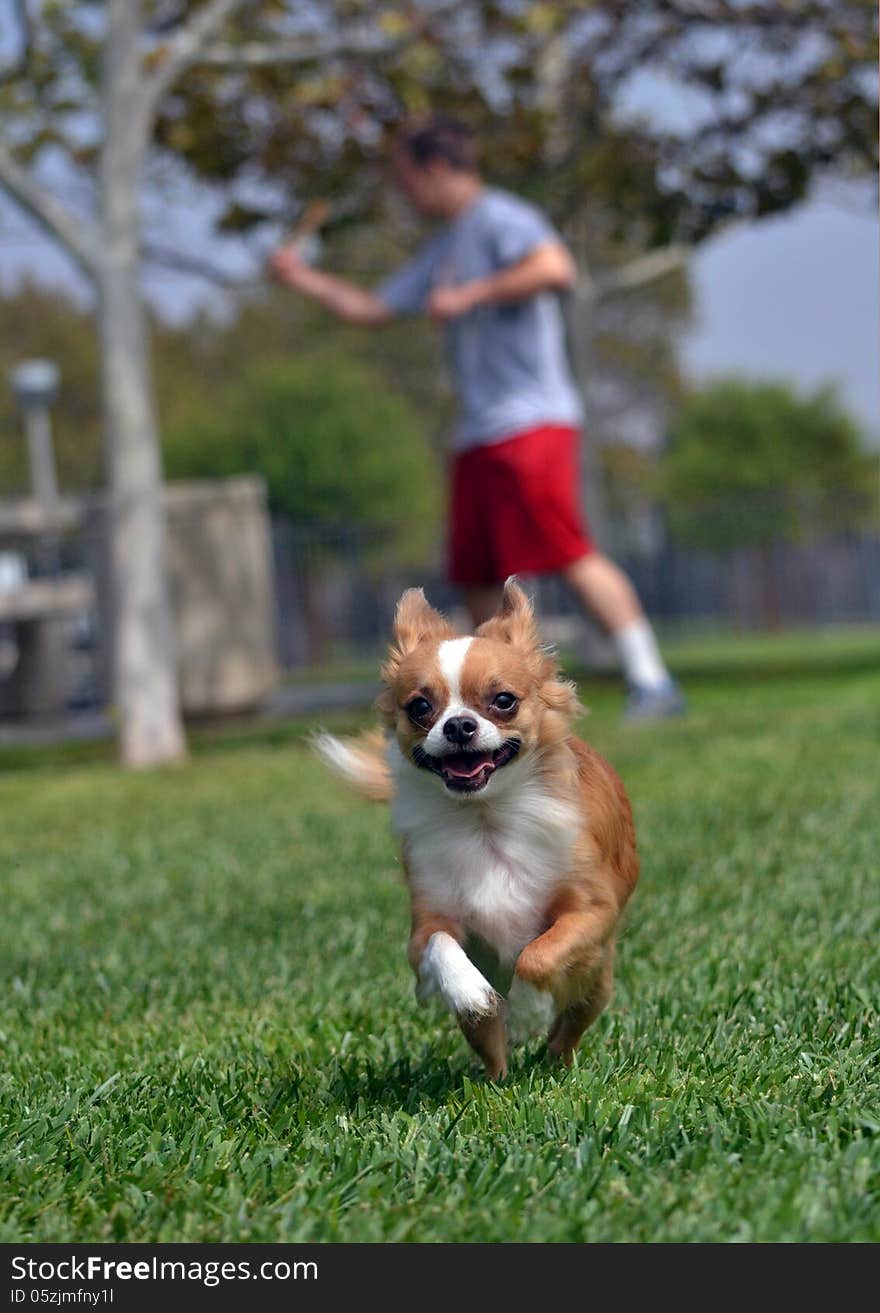 A small chihuahua dog runs in a park. A small chihuahua dog runs in a park