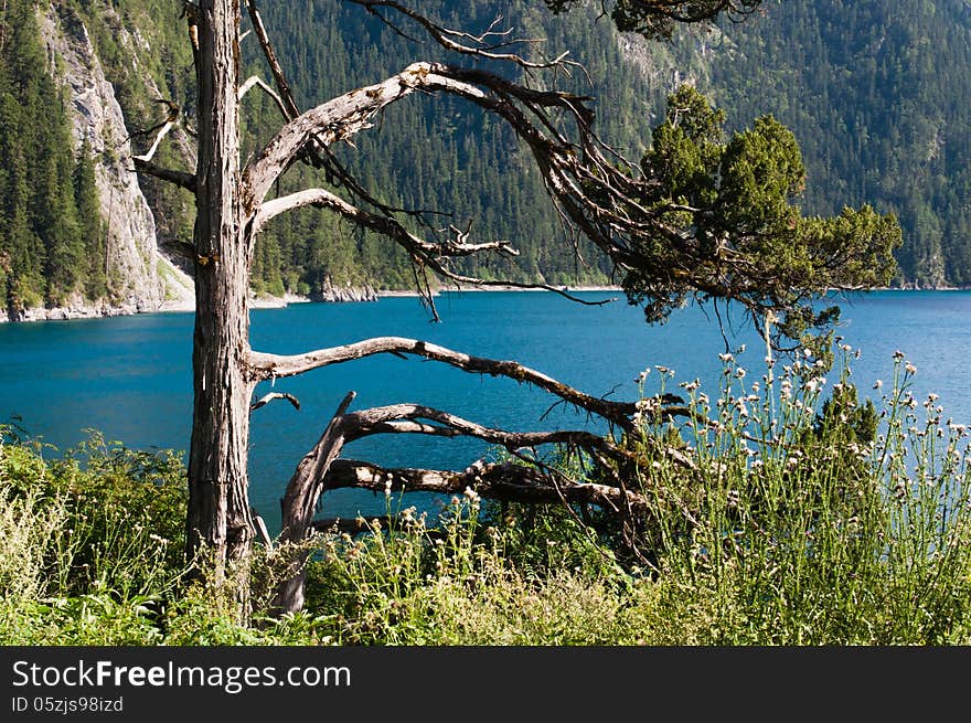 cypress growing up by side of Chang Lake,jiuzaigou in summer