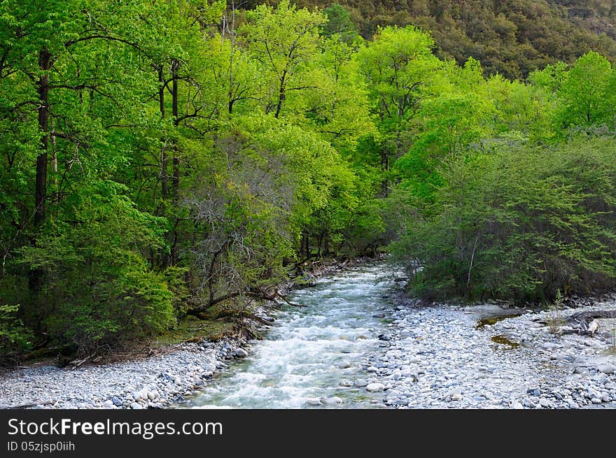 Trees and River