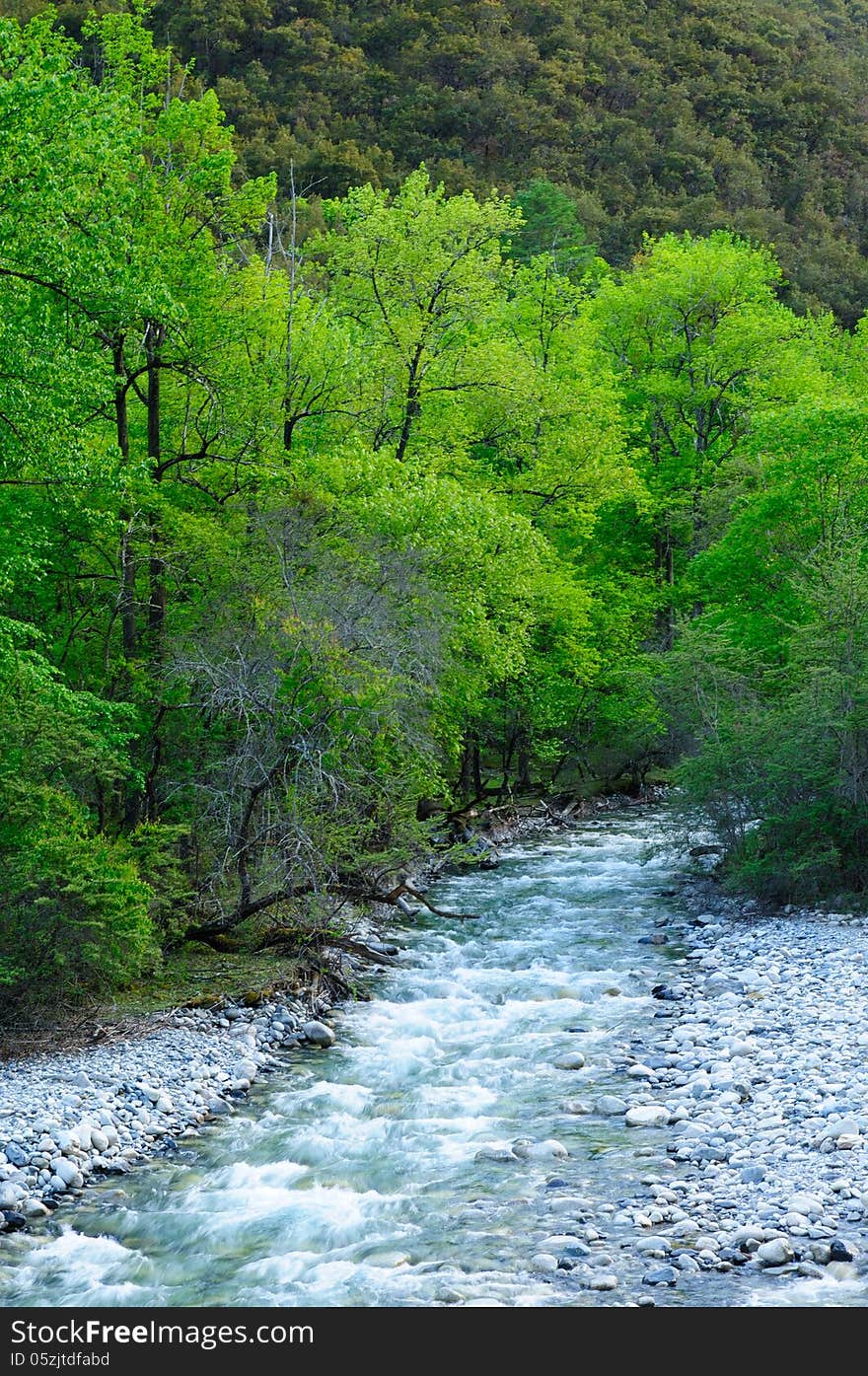 In the river next to the tree. In the river next to the tree