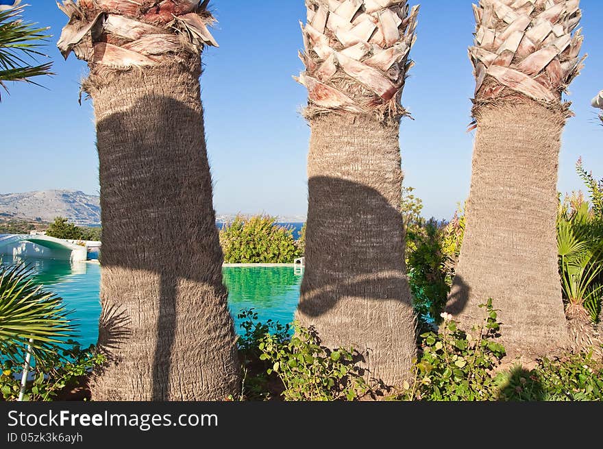 Three palms on Rhodes. Three palms on Rhodes.