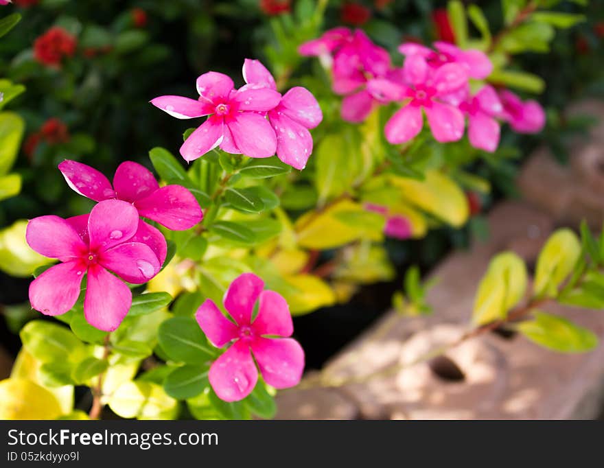 Closeup flowers and leaves periwinkle. Closeup flowers and leaves periwinkle