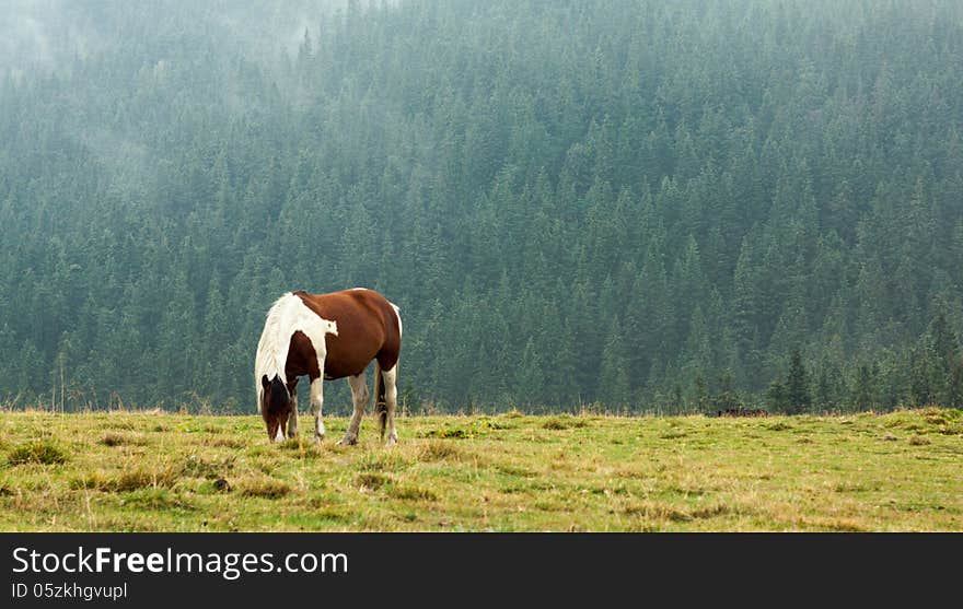 Horse grazing on mountain pasture in the early misty morning.