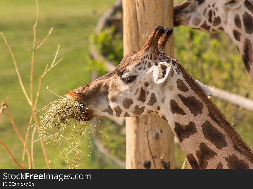 Eating Girrafe