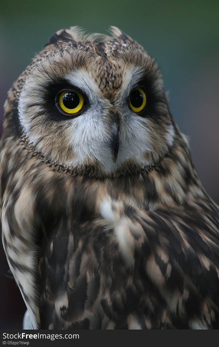 While at a pow wow recently, the Raptor Center handlers held up their educational wild birds to teach the public about them. This is a short-eared owl.