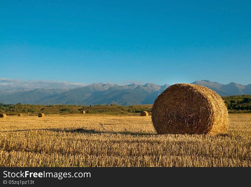 Straw bale wheat field