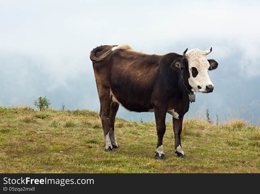 Brown cow grazing on mountain pasture. Cloudy day.