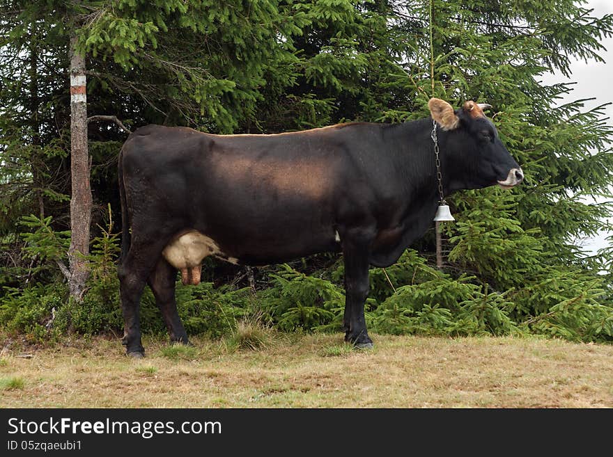 Brown cow grazing on mountain pasture. Cloudy day. Brown cow grazing on mountain pasture. Cloudy day.