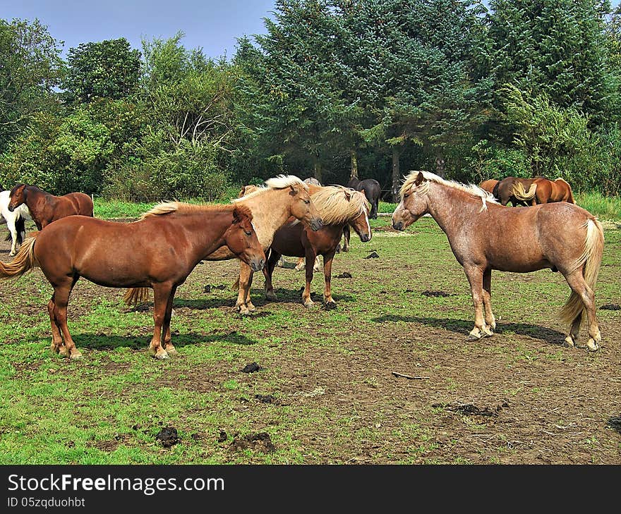 Beautiful horses in Jutland, Denmark.