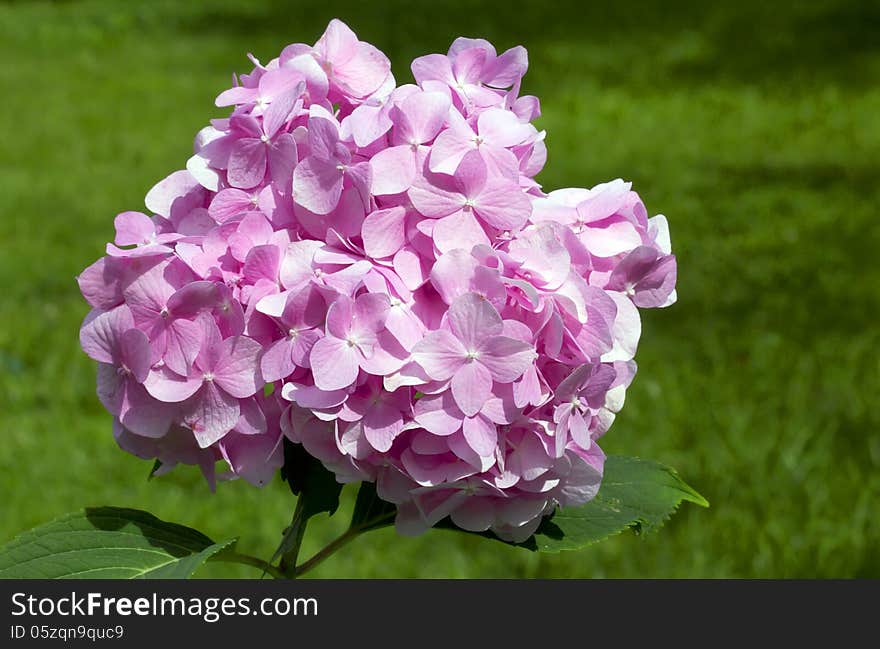 Pink Hydrangea