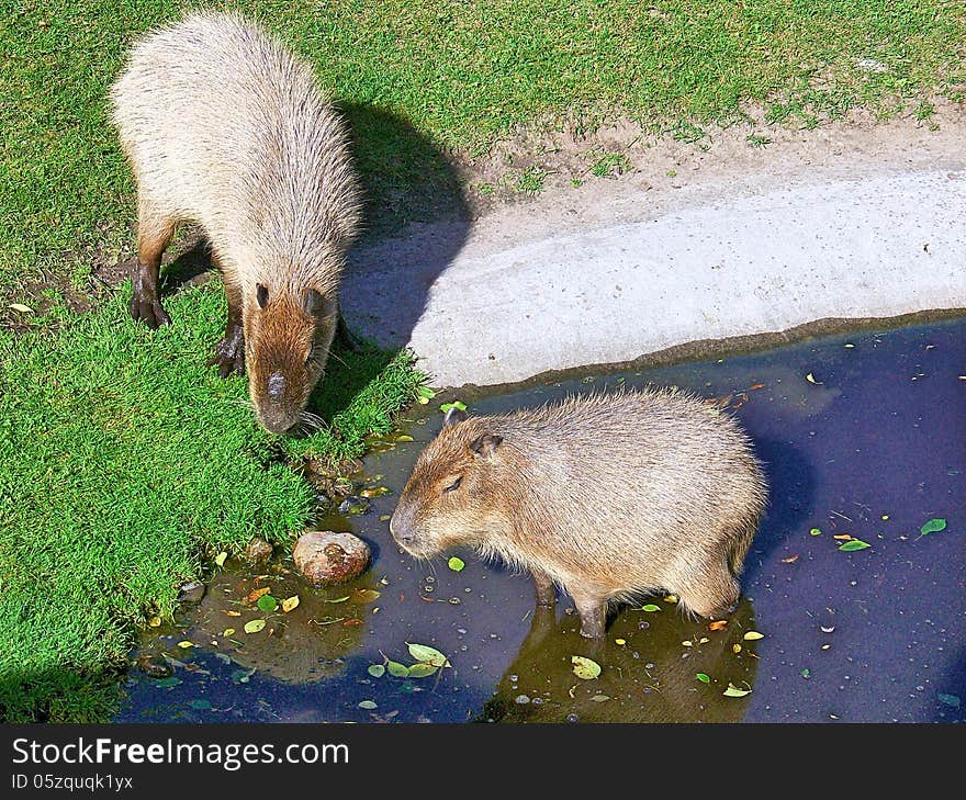 Capybaras