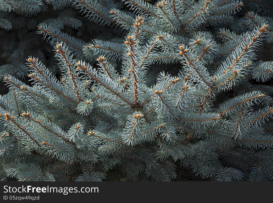 Branches of blue spruce