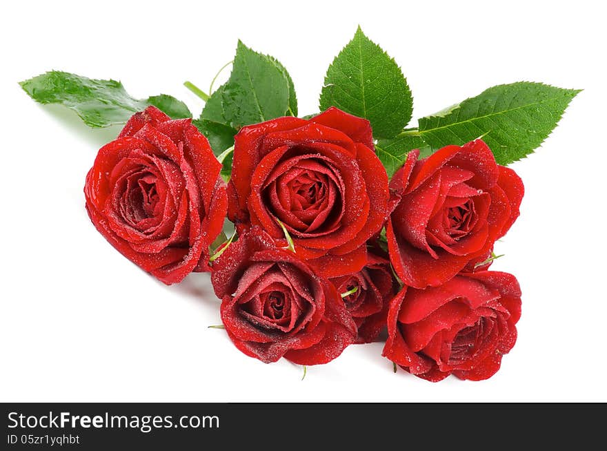 Bunch of Beauty Perfect Red Roses with Water Droplets and Leafs isolated on white background