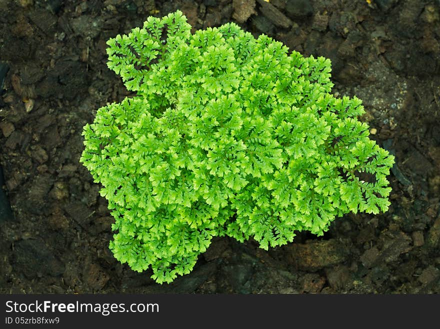 Adiantum Species (ADIANTACEAE), Ornamental plants. Adiantum Species (ADIANTACEAE), Ornamental plants