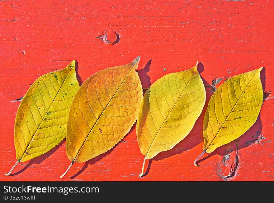 Yellow fallen autumn leaves on a red wooden table. Yellow fallen autumn leaves on a red wooden table