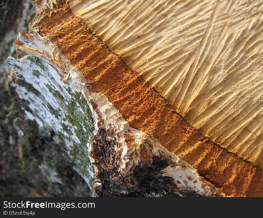 Pattern of yellow color on a cut of birch. Pattern of yellow color on a cut of birch