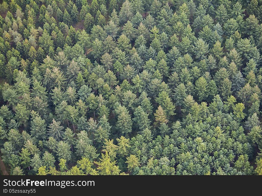 Air photo of a forest. Air photo of a forest