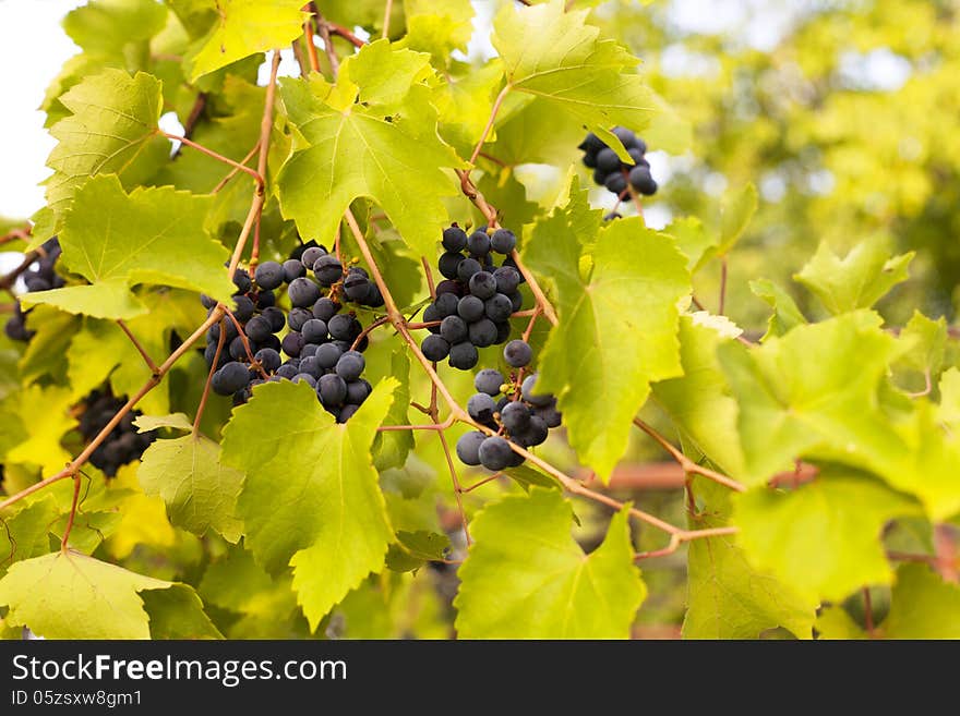 vineyard-ripe and fresh grapes