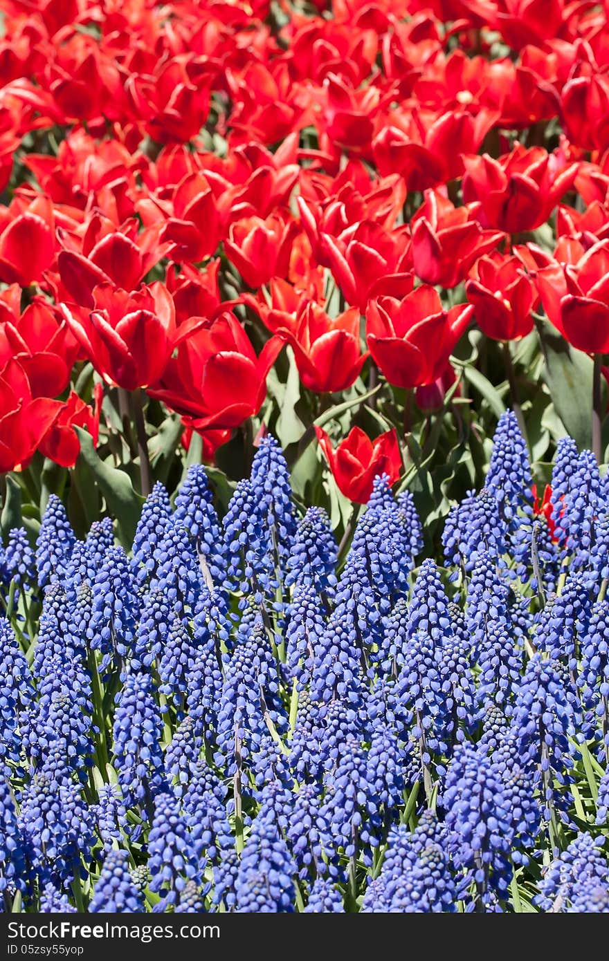 Grape Hyacinths