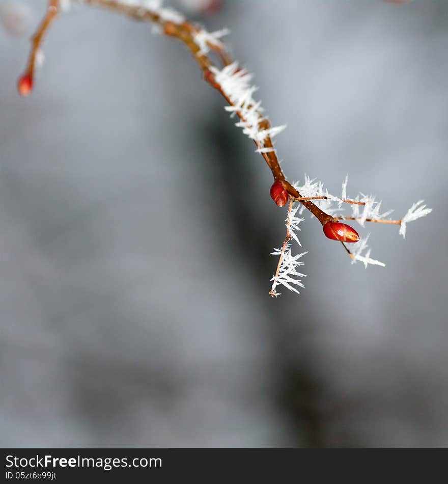 Frost on a branch close-up