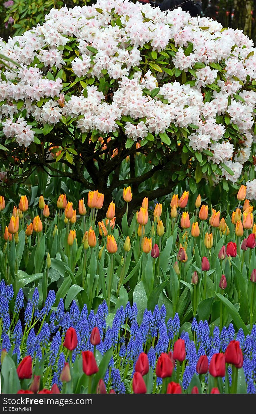 Rhodendrons And Tulips