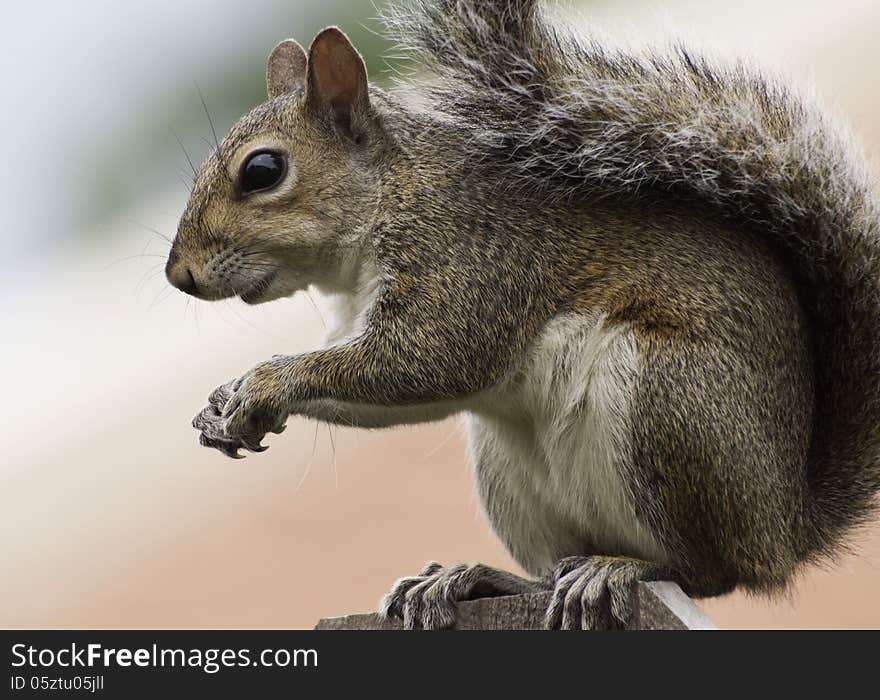 Squirrel Perched on Fence