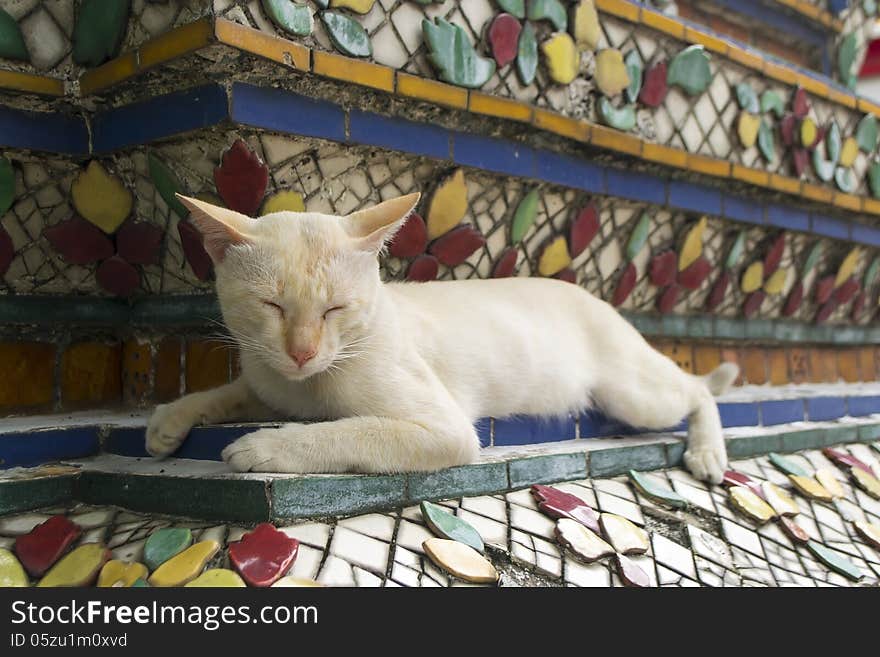 A vagabond cat live in the Buddhist temple. A vagabond cat live in the Buddhist temple