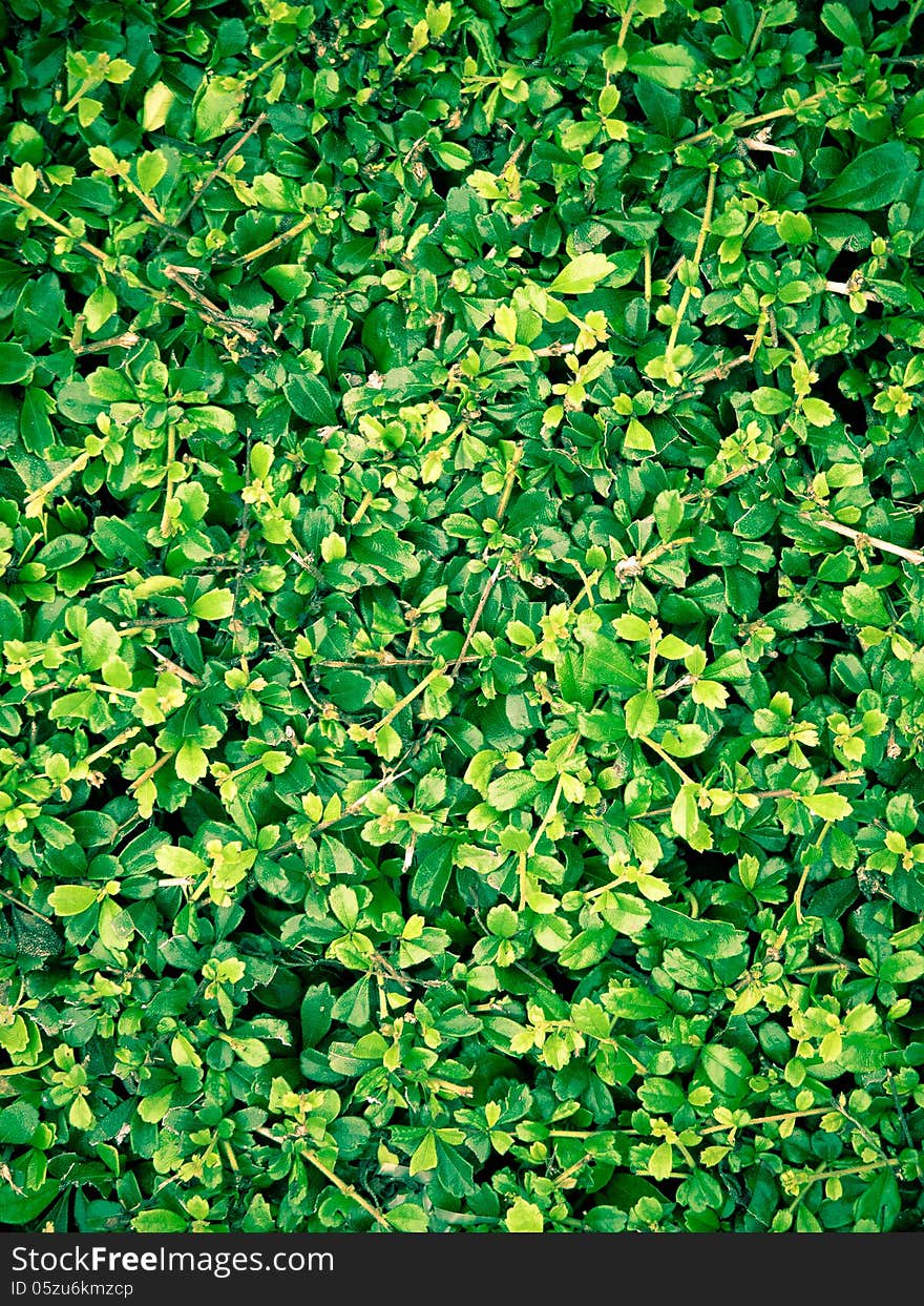 Tiny green leaves texture background. Tiny green leaves texture background