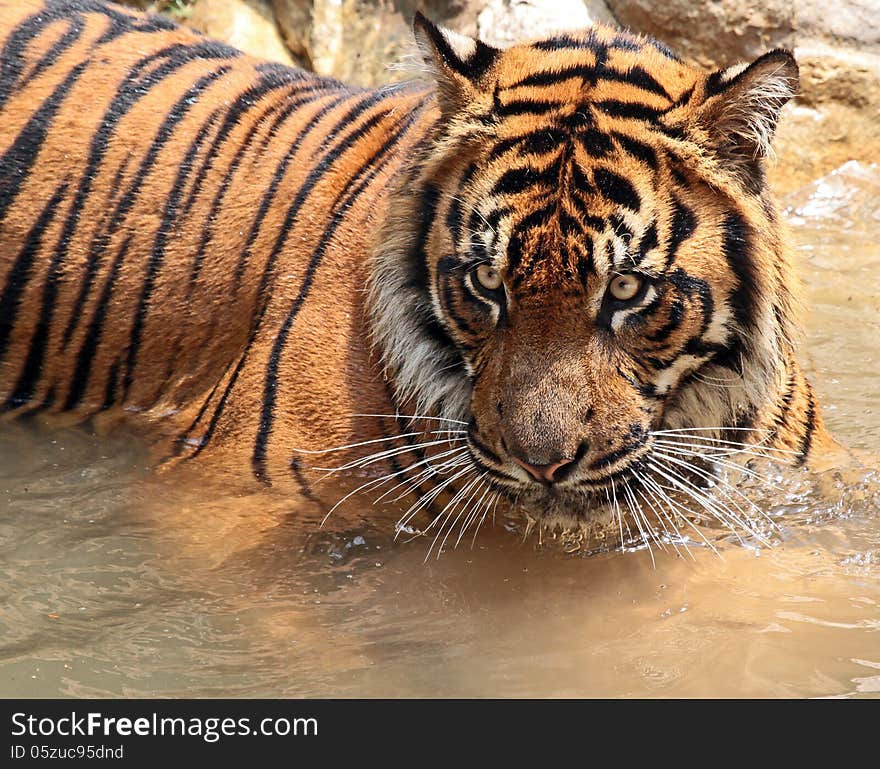 Asian Tiger Standing In Water