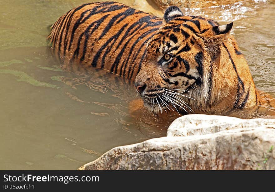 Asian Tiger Standing In Water