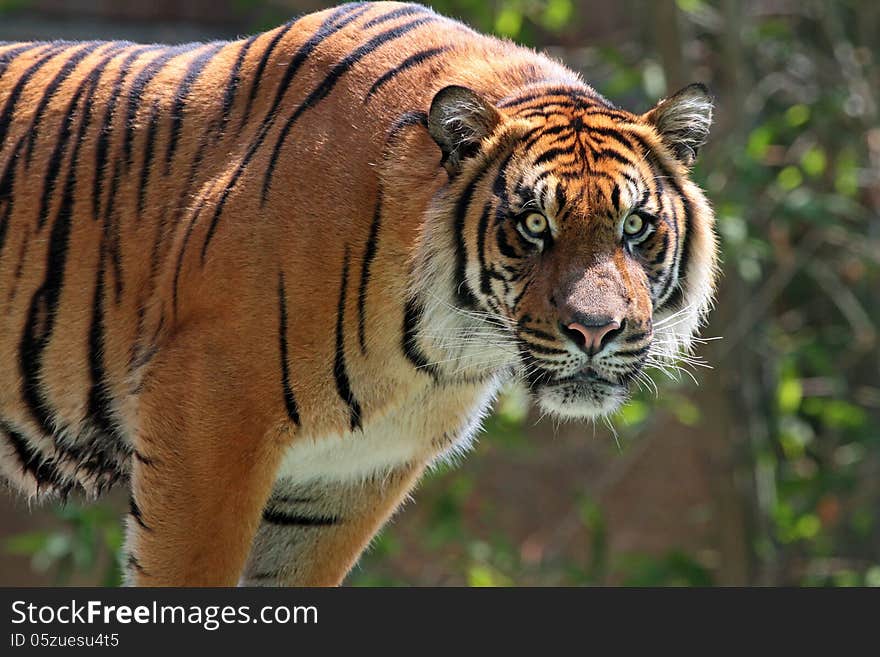 Close Up Tiger Looking Fiercely At Viewer