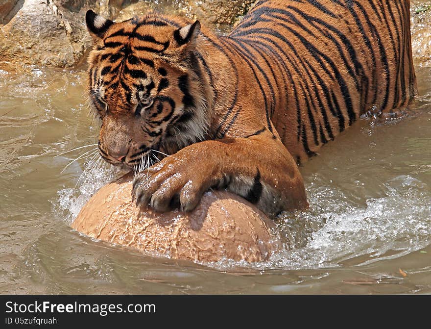 Asian Tiger Playing In Water