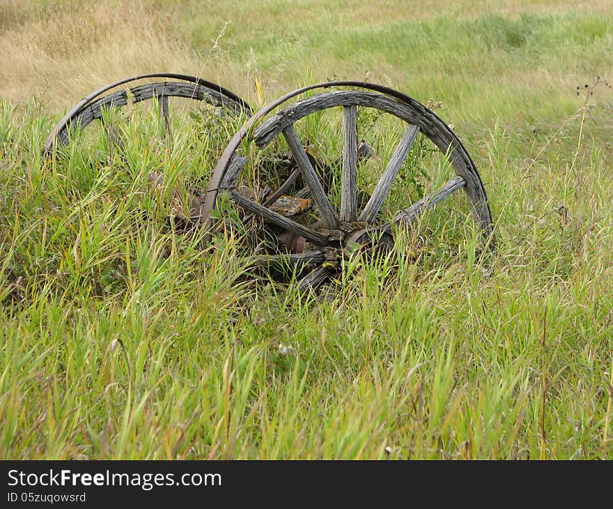 Early Wagon Wheels - September 2013 near Flowing Springs Gold Greens Saskatchewan. Early Wagon Wheels - September 2013 near Flowing Springs Gold Greens Saskatchewan