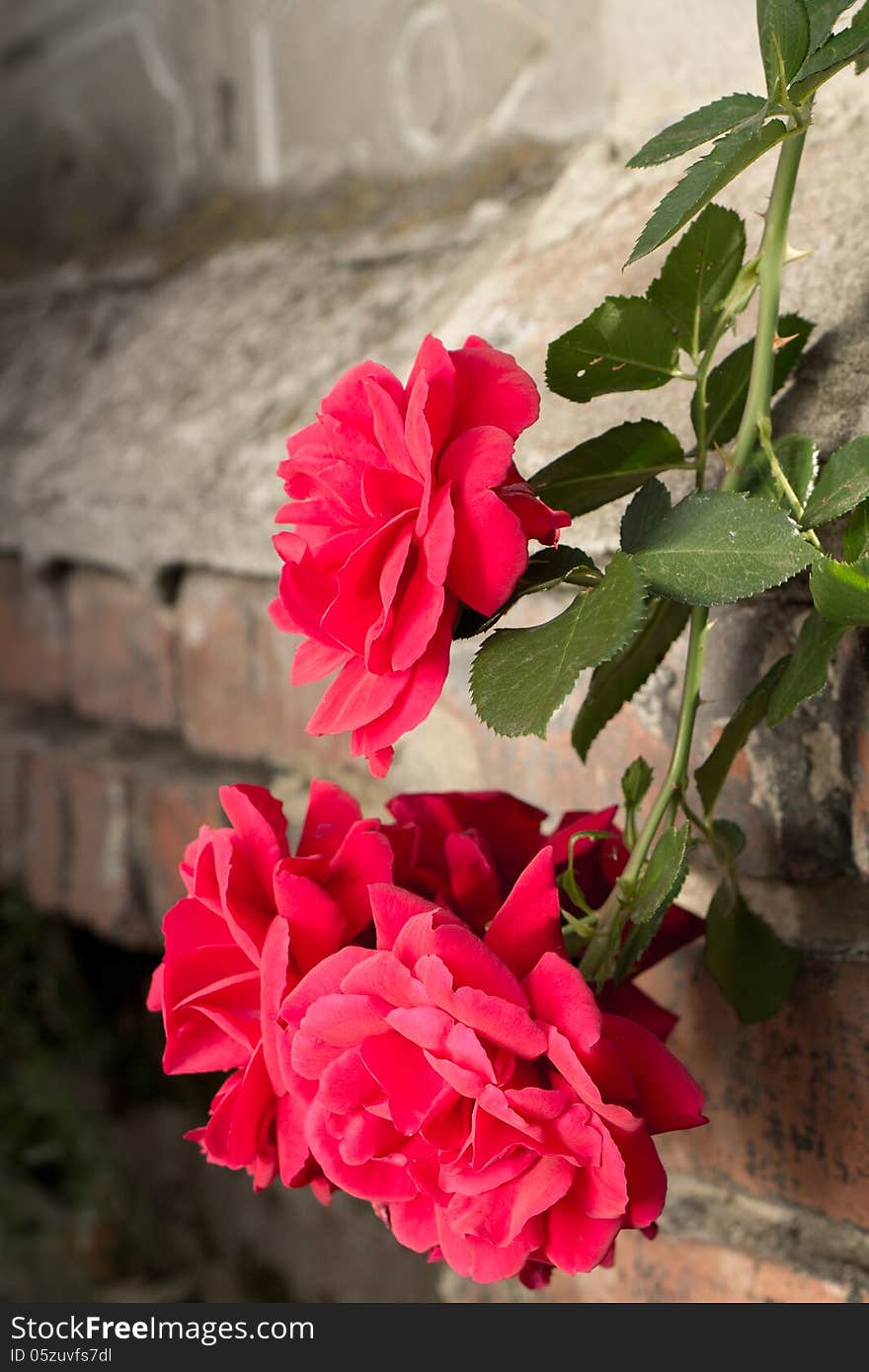 Rose creeping on old wall