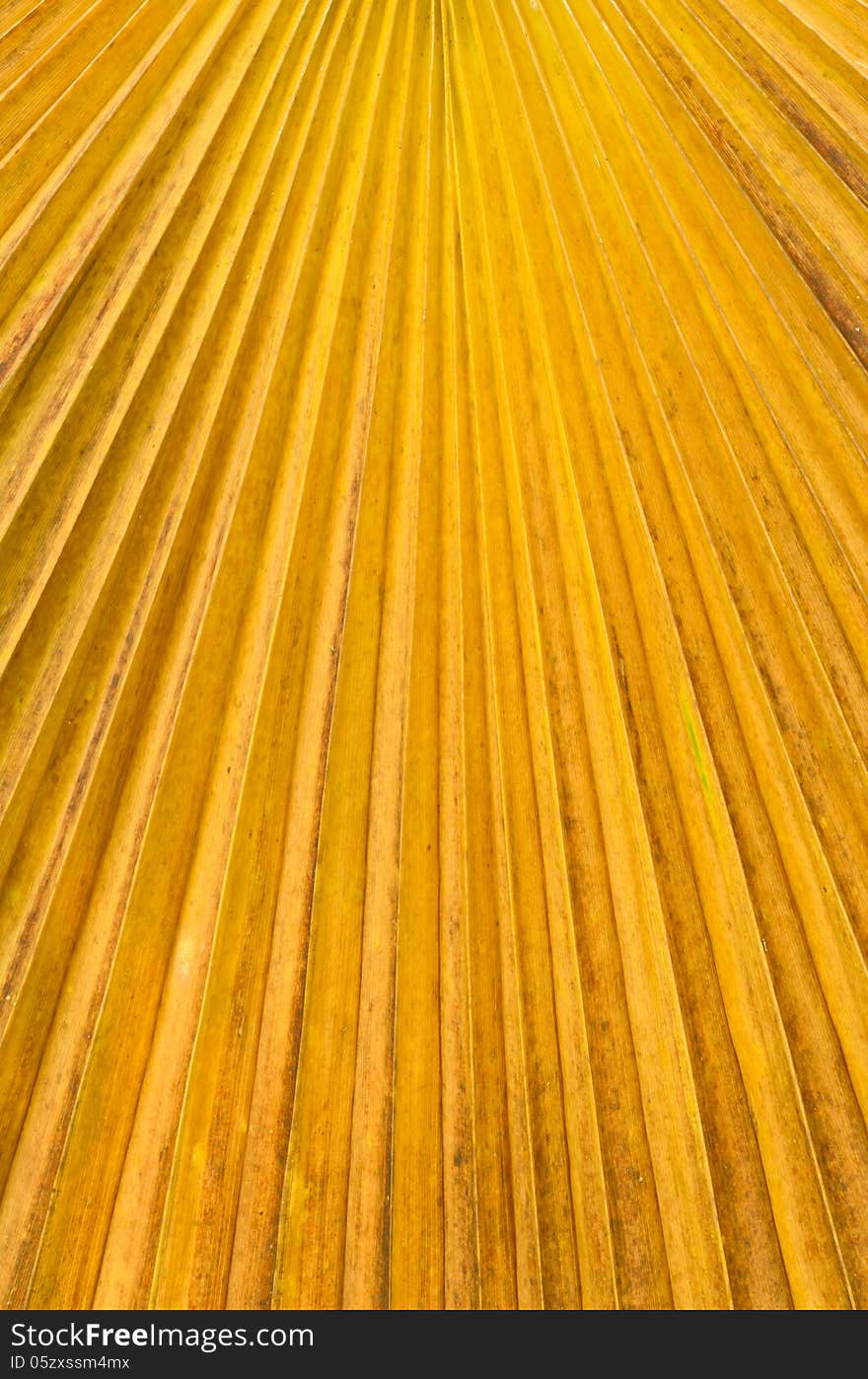 Palm leaf texture in a park. Palm leaf texture in a park