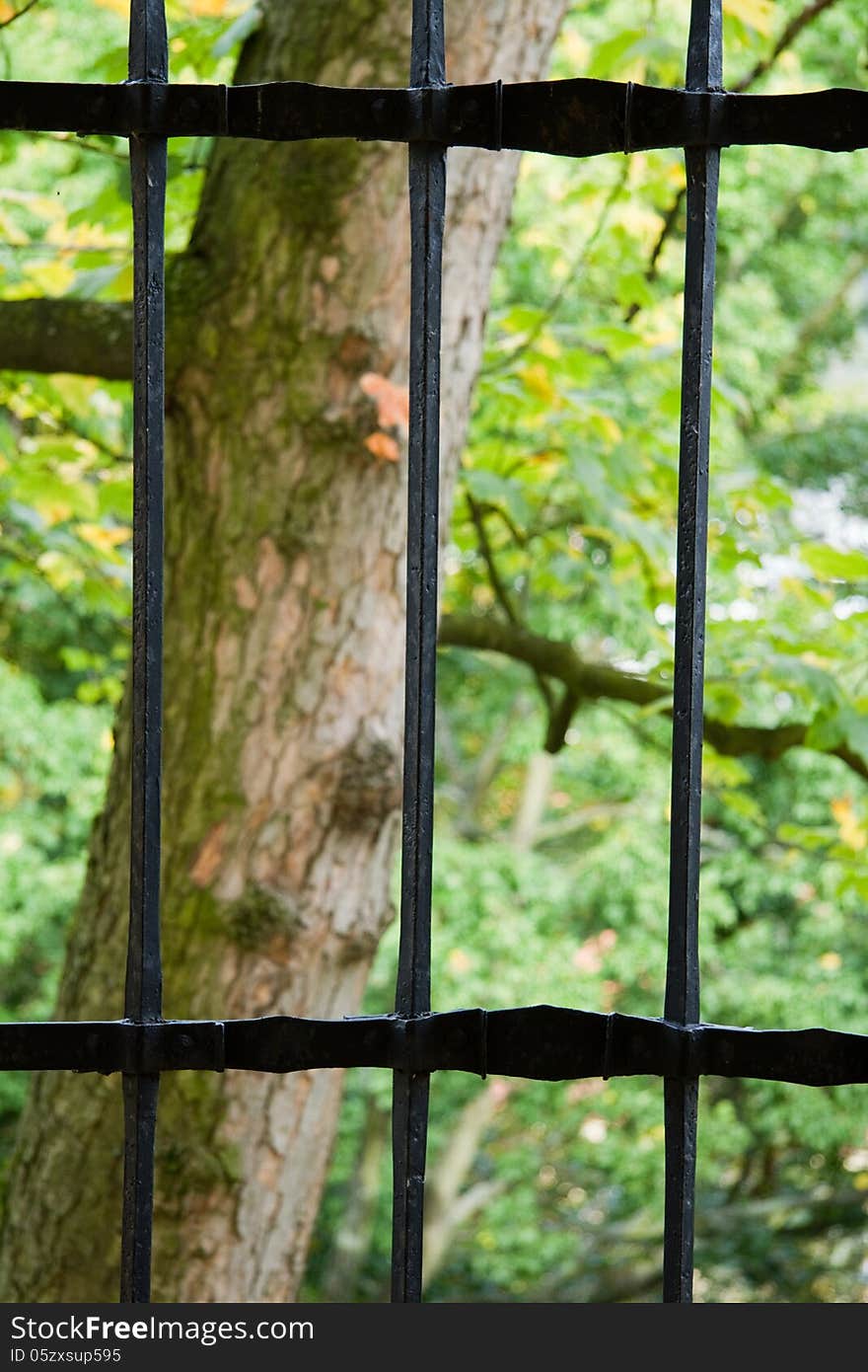 Tree behind grid in autumn, blurred. Tree behind grid in autumn, blurred