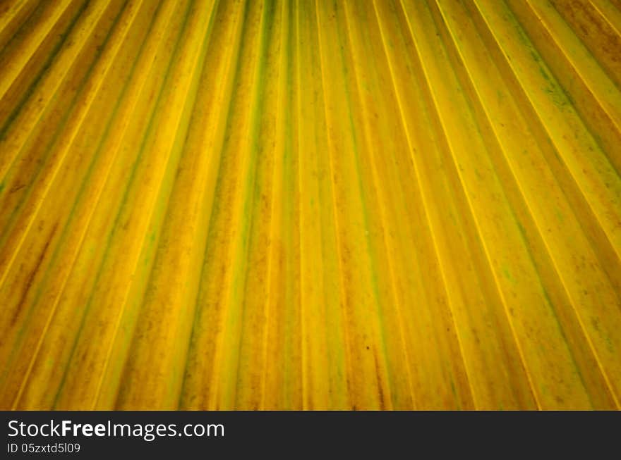 Palm leaf texture in a park. Palm leaf texture in a park