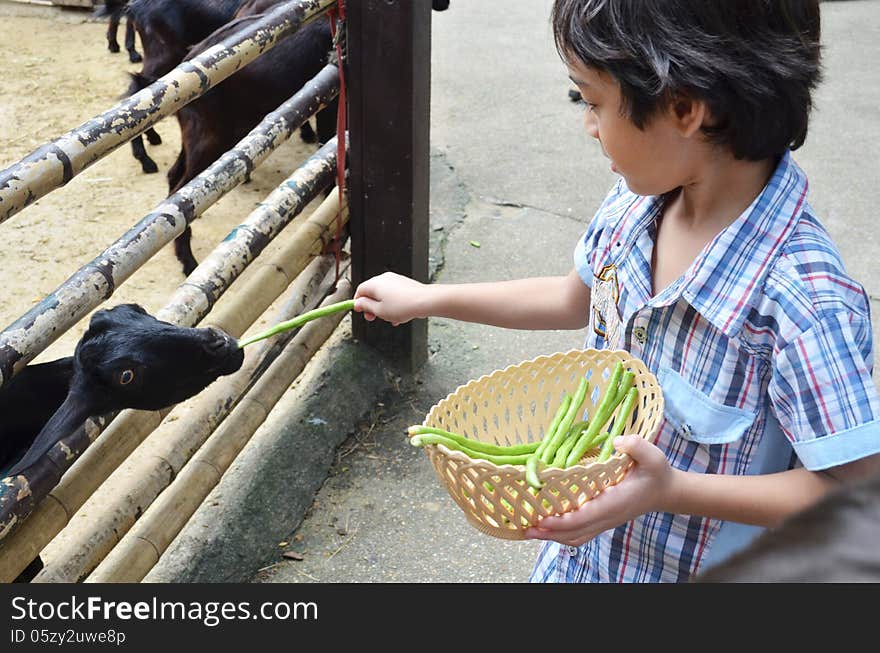 Little Boy Feeding Little Goat