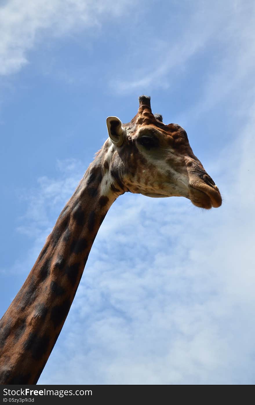 Giraffe close-up high with blue sky. Giraffe close-up high with blue sky