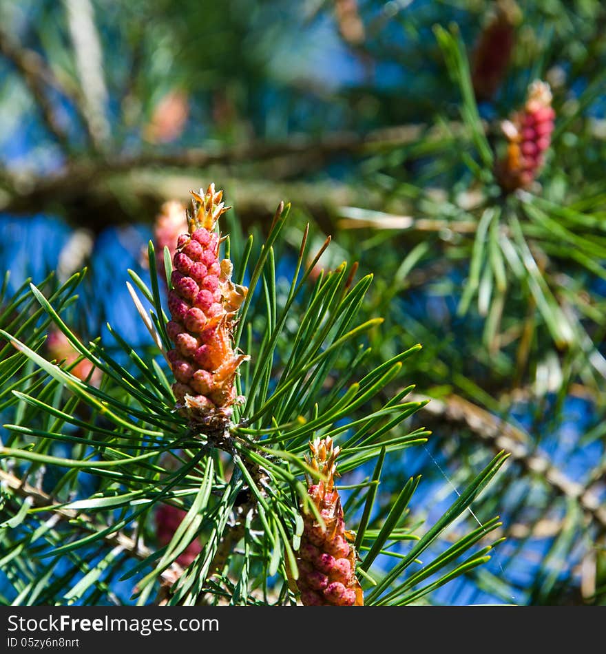 Pine tree blossom