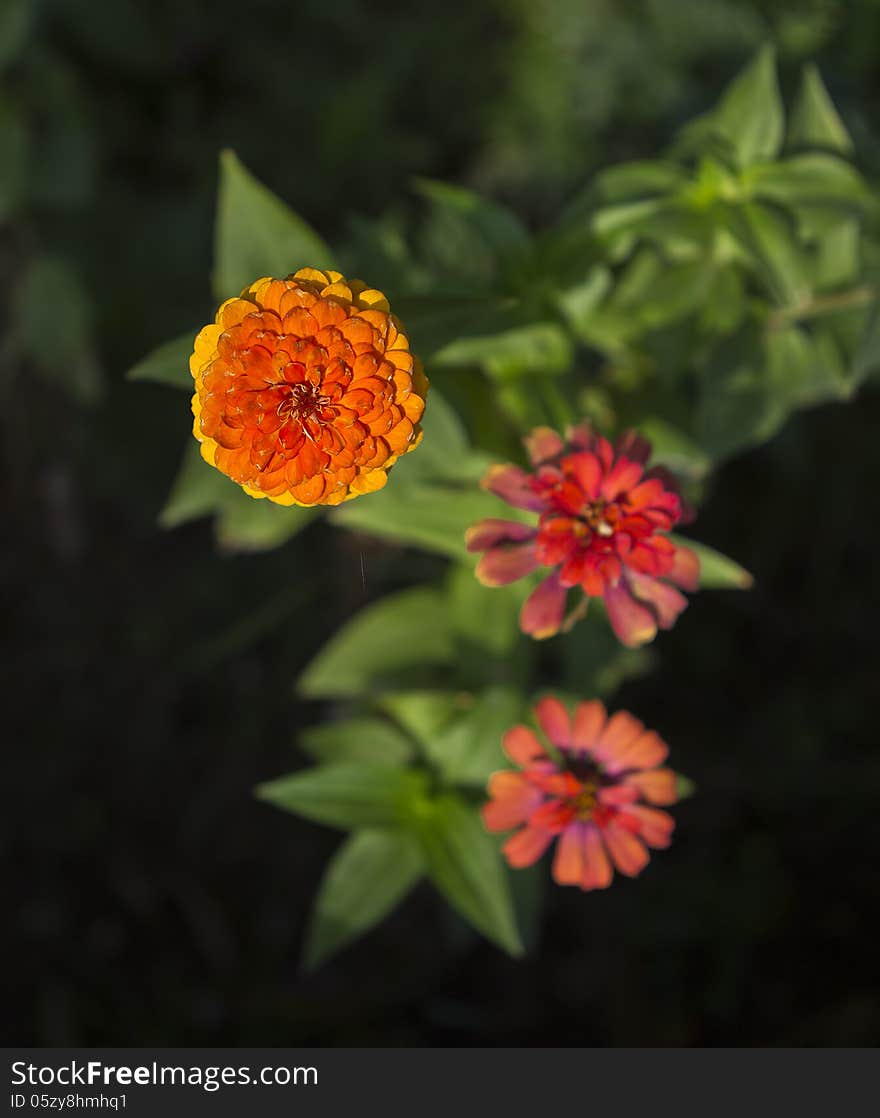 Zinnia Flower