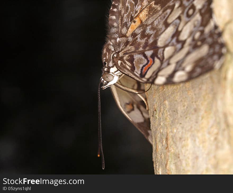 A colorfull butterfly on a branch