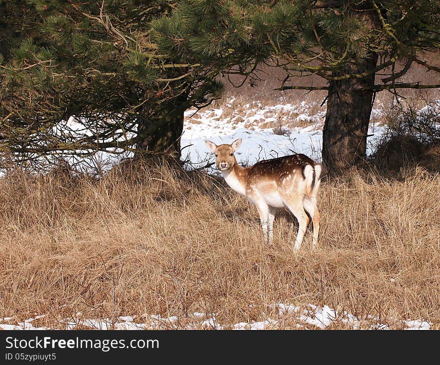 A fallow deer looking for food during wintertime