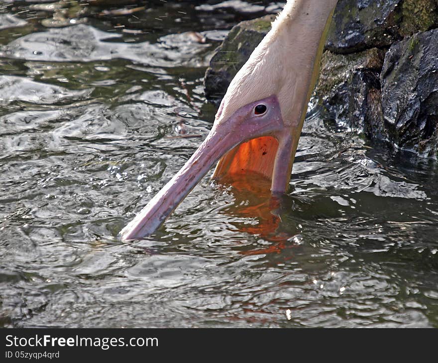 A pelican fishing for food in the water