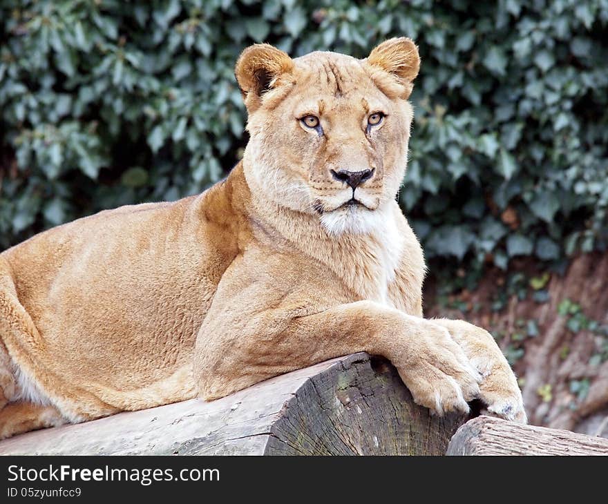 A lioness lying on a tree looking ahead