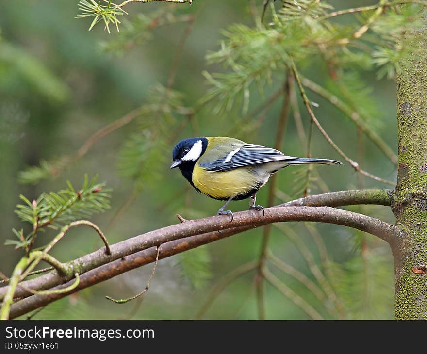 A tomtit on a branch