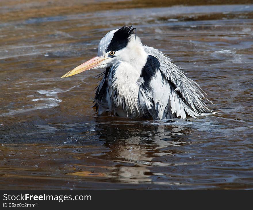 A blue heron is taking a bath. A blue heron is taking a bath